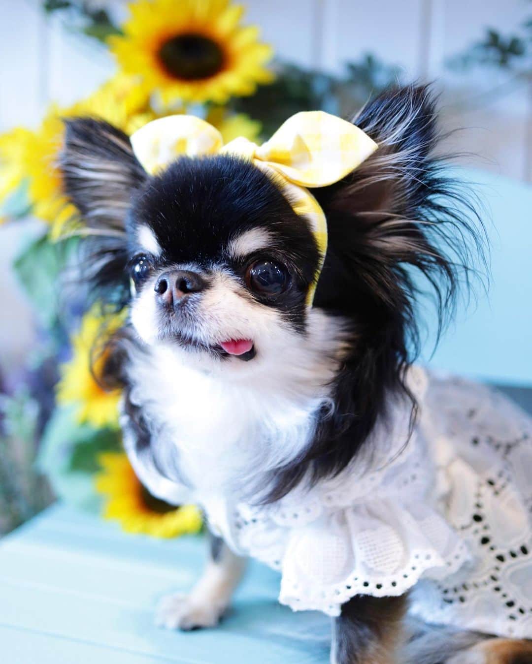 kayoのインスタグラム：「* * * 梅雨明けまだかなぁー🌻 * * * Melon💗 * * #chihuahua#chihuahualove#dogstgram#dog#instadog#チワワ#チワワ大好き#チワワのいる暮らし * * *」