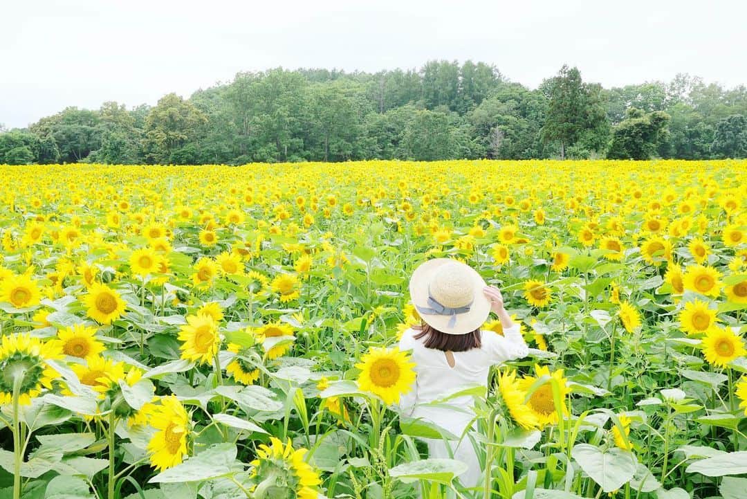 樋口智恵子のインスタグラム：「🌻🌻🌻 . . . . #sunflower #🌻 #ひまわり #北海道 #hokkaido #hokkaidolikers #向日葵畑」
