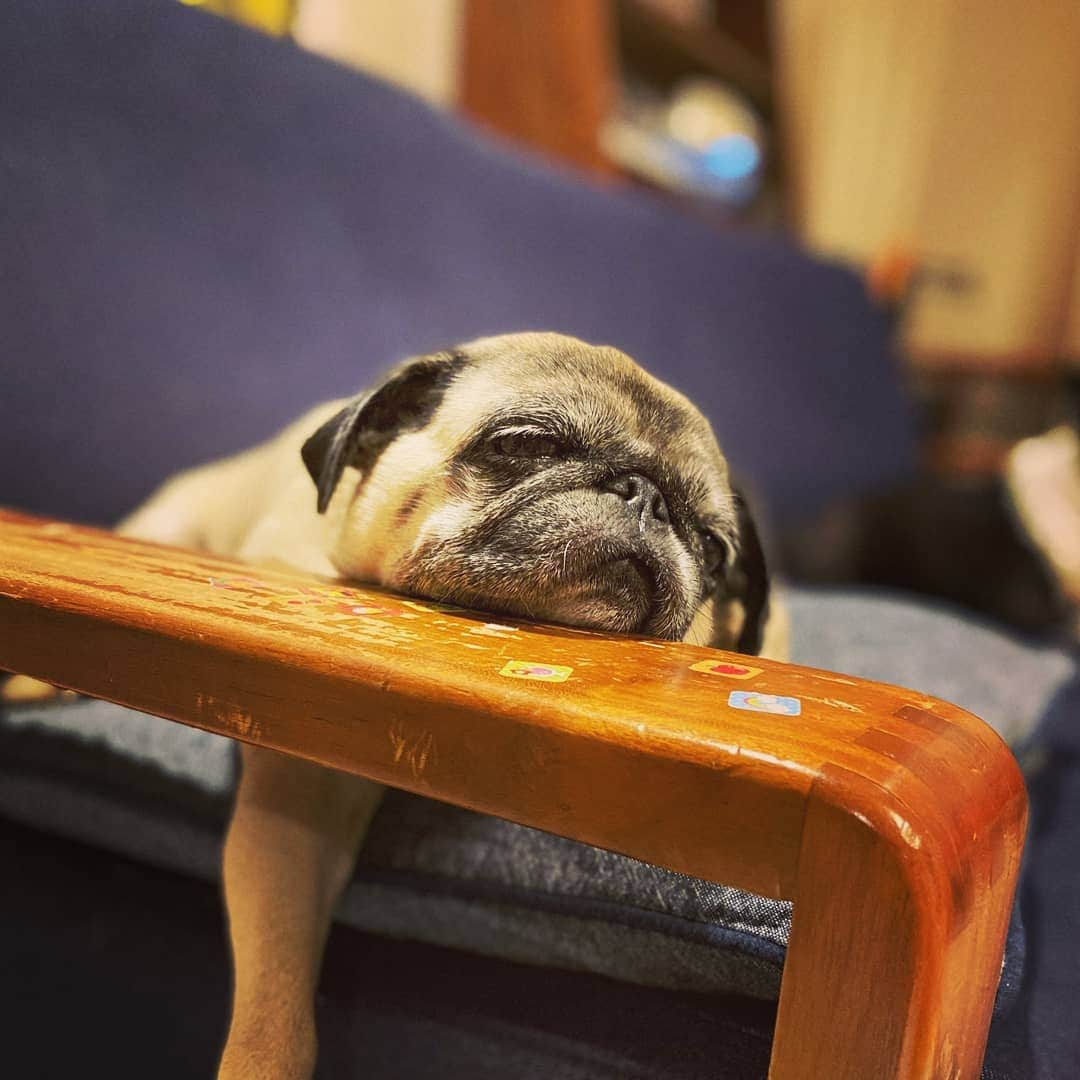 ファンキー加藤さんのインスタグラム写真 - (ファンキー加藤Instagram)「#こむぎ #溶けそう #パグ #pug #パグスタグラム」7月27日 9時31分 - funkykato_funkykato_funkykato