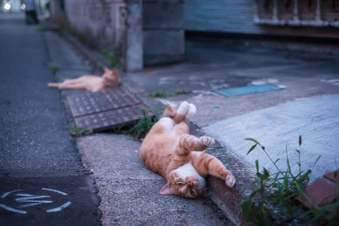 NEKOくらぶさんのインスタグラム写真 - (NEKOくらぶInstagram)「背泳⠀ @putin_owner さんの作品ですにゃ（＝ΦωΦ＝）⠀ *⠀ いいね！＆コメント大歓迎！！⠀ *⠀ #nekoclub #NEKOくらぶ #Japan #Photo #写真 #日本 #cat #ネコ #ねこ #猫 ⠀ Follow: @nekoclub_jpn⠀ *⠀ ▼【廣済堂出版共同企画】NEKOくらぶの皆さまとつくる「NEKOくらぶ写真集」、発売中♪（＝ΦωΦ＝）⠀ ※詳細は本アカウント「 @nekoclub_jpn 」のプロフィールに固定しているハイライトから⠀ *⠀ ※皆様、政府、自治体など公的機関の指示に従った行動をお願いします。⠀ 東京カメラ部および分室では、写真を「見る楽しみ」を提供することを通して、微力ながら皆様にわずかな時間でも癒しをお届けしたいと思っております。⠀ ※本アカウントは東京カメラ部がFacebook、Instagramのサービスを利用して運営しているもので、Facebook社・Instagramとは一切関係ありません。」7月27日 10時00分 - nekoclub_jpn