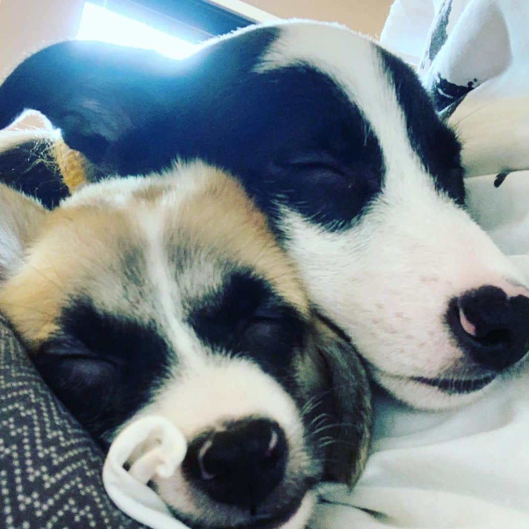 のインスタグラム：「すっかり懐いた。 キュン死。  #お腹の上で無防備に寝よる #先住犬とも打ち解けた #離れたくなくなる #里親さんの元に行くまで旅立つ日まで #愛情を込めて #殺処分が無くなる世の中になりますように」