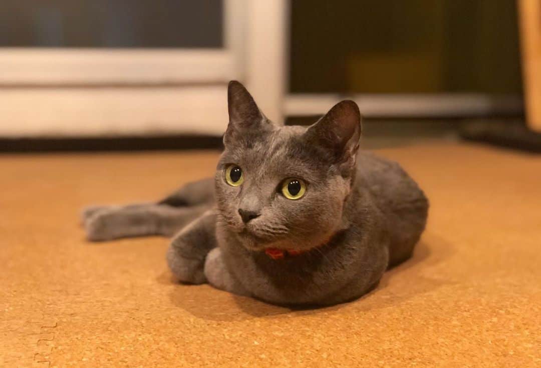 金成公信のインスタグラム：「とてもいいお顔が撮れました。#ネコ #猫 #cat #catlife #catstagram #catlover #catsofinstagram #cats #猫のいる暮らし #猫好きさんと繋がりたい #灰猫 #ロシアンブルー #russianblue #瑠美子」