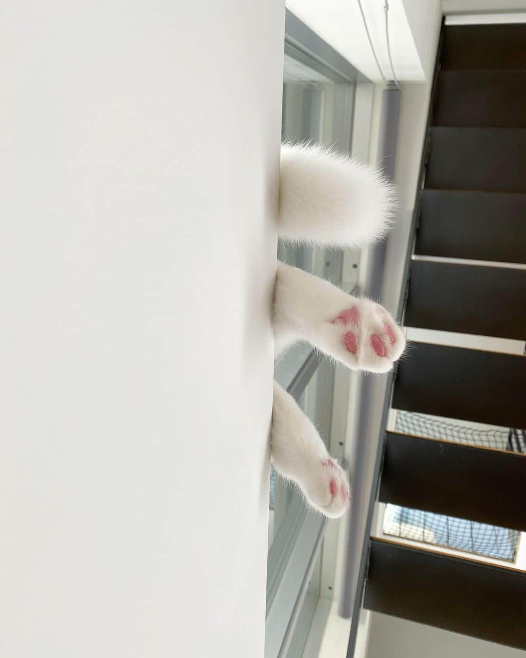 西澤絵理さんのインスタグラム写真 - (西澤絵理Instagram)「. 股関節が柔らかすぎるあに丸🐈 可愛い…🥺親バカかしら。 2枚目、3枚目も見てください💓 . #ねこ #ねこのいる生活 #セルカークレックス #9カ月」7月27日 10時54分 - eriyogacat