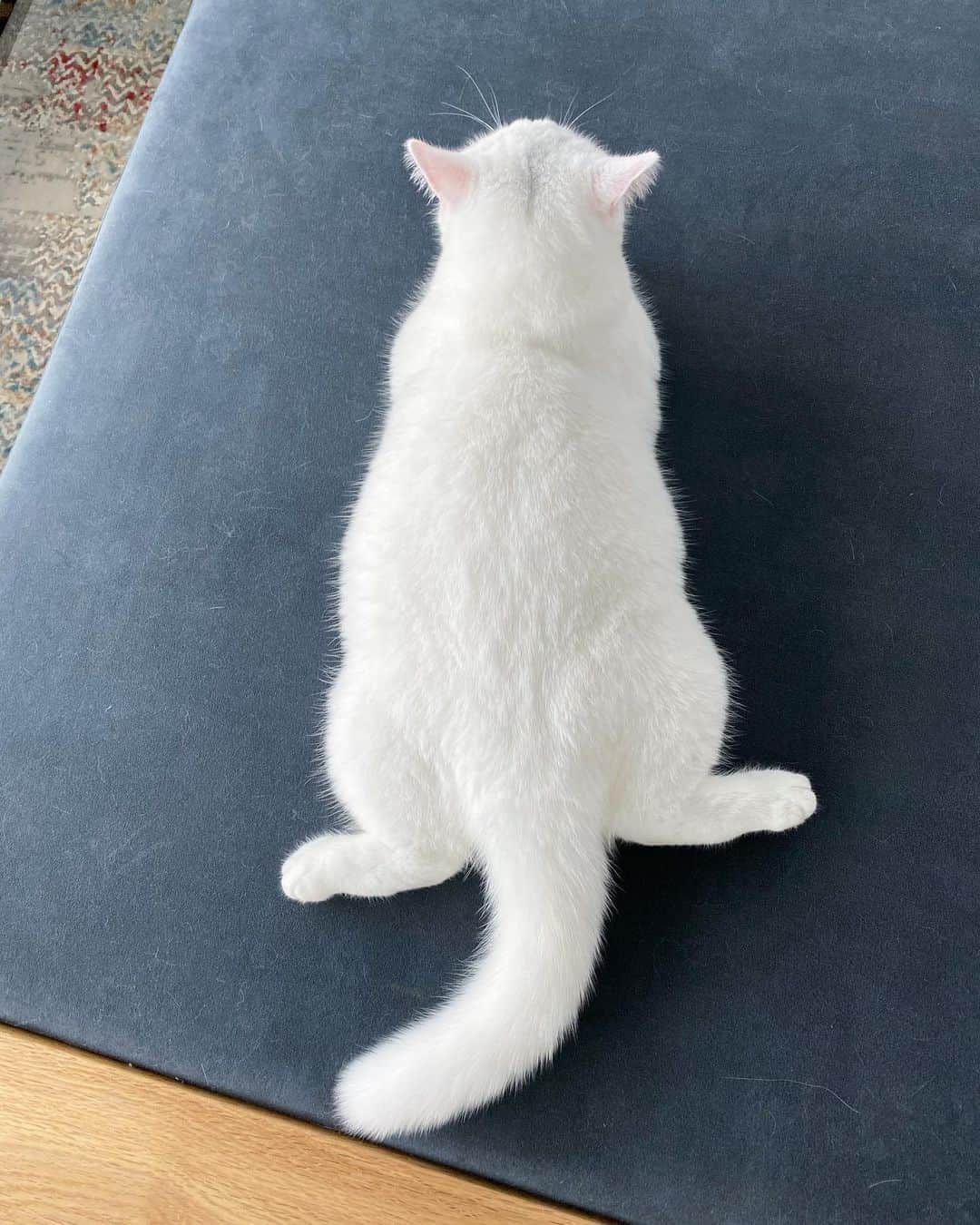 西澤絵理のインスタグラム
