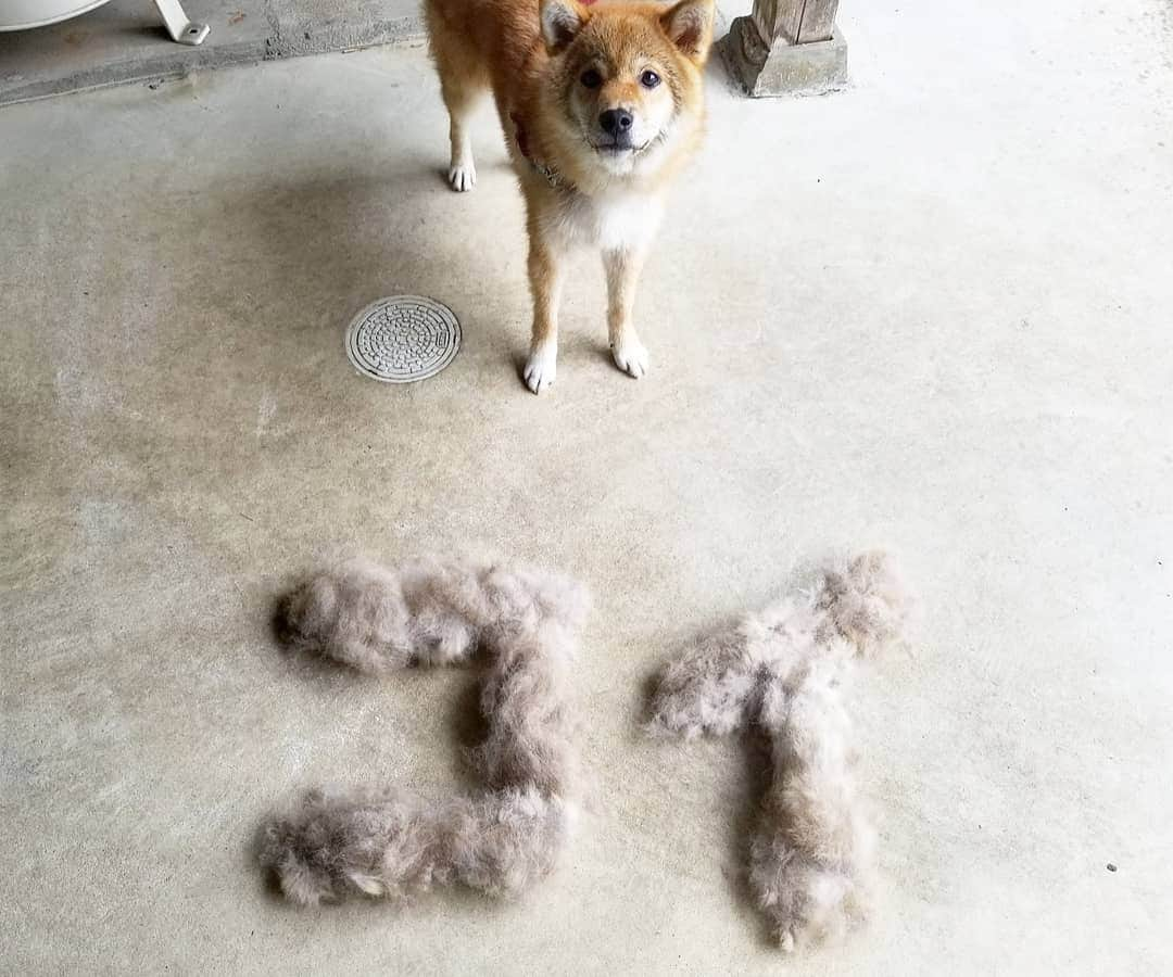 柴犬たま Shibainu Tamaのインスタグラム