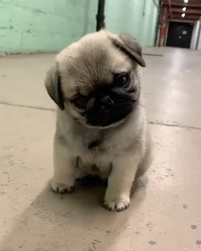 The Critter Havenのインスタグラム：「Hi how are you cutie Video by @pugcovery #TheCritterHaven」