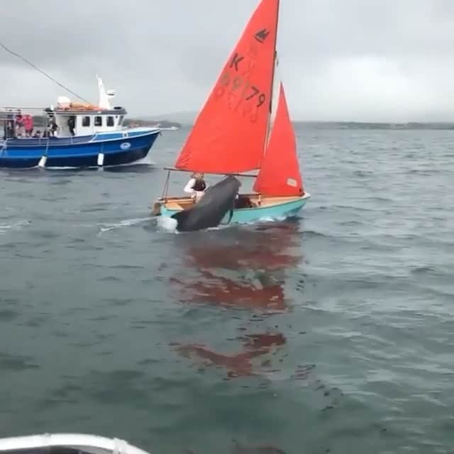 WildLifeのインスタグラム：「@travelerport ❤️ video by @fungiethedolphin Fungie is very playful today..... 🐬 . . . #fungiethedolphin #dingleireland #irish_daily #ireland #irelandtravel #insta_ireland #perfectirishtrip #bucketlist #loveireland #happiness #fundays #lovemondays #underthesea #marinelife #oceanphotography #seaanimals #natgeowild」