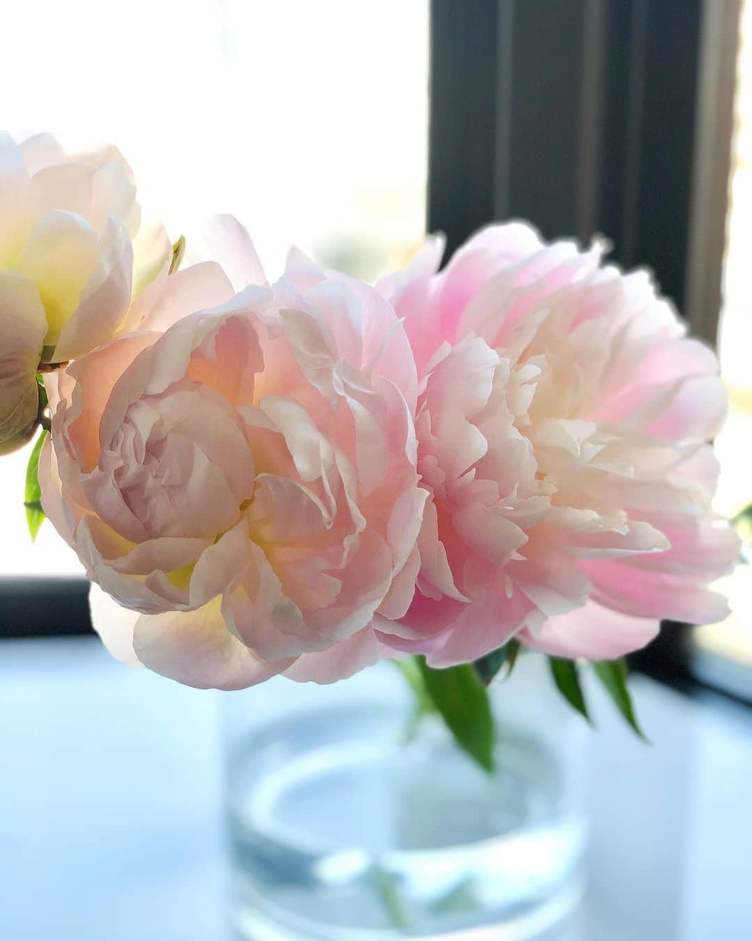 のインスタグラム：「華やかな芍薬の花言葉、「慎ましさ」があるそう✨人も物事も、表に見えていることはほんの一部分だなと一層感じる日々です。 Peony symbolizes ‘bashfulness’ despite this gorgeous looks. It is just one part of people or things appearing on the surface. #芍薬 #花言葉#花のある暮らし #花 #花のある生活 #きれい #flowers  #flowerstagram  #flowerphotography  #flowersofinstagram」