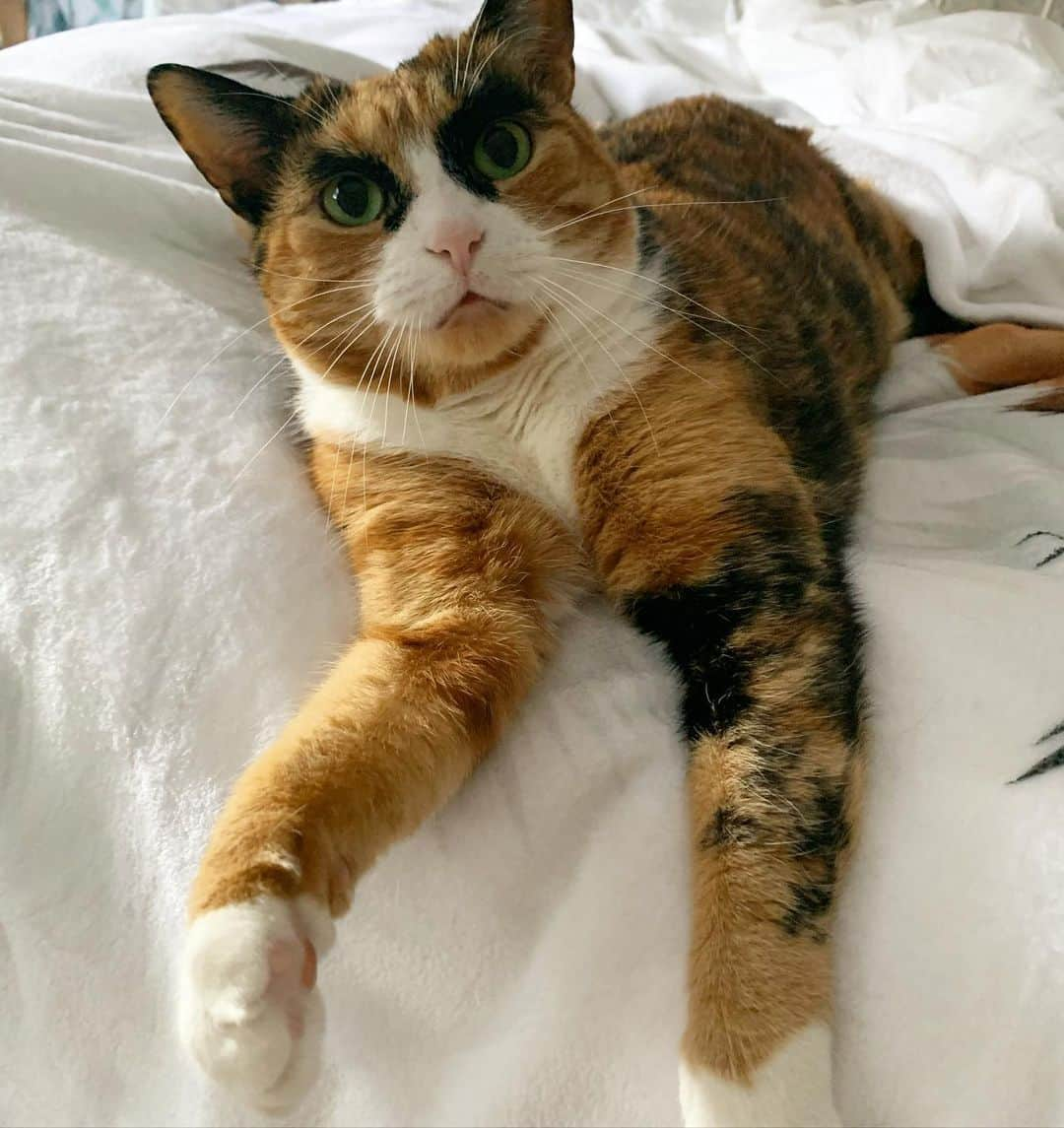 リリーのインスタグラム：「Trying to smack Monday away  . . . . . #lillycrazyeyes #mood #catsofinstagram #9gag #calico #instacat #meowstagram #meow #meowdel #instacalico #monday #sundayscaries #crazyeyes #sassy」