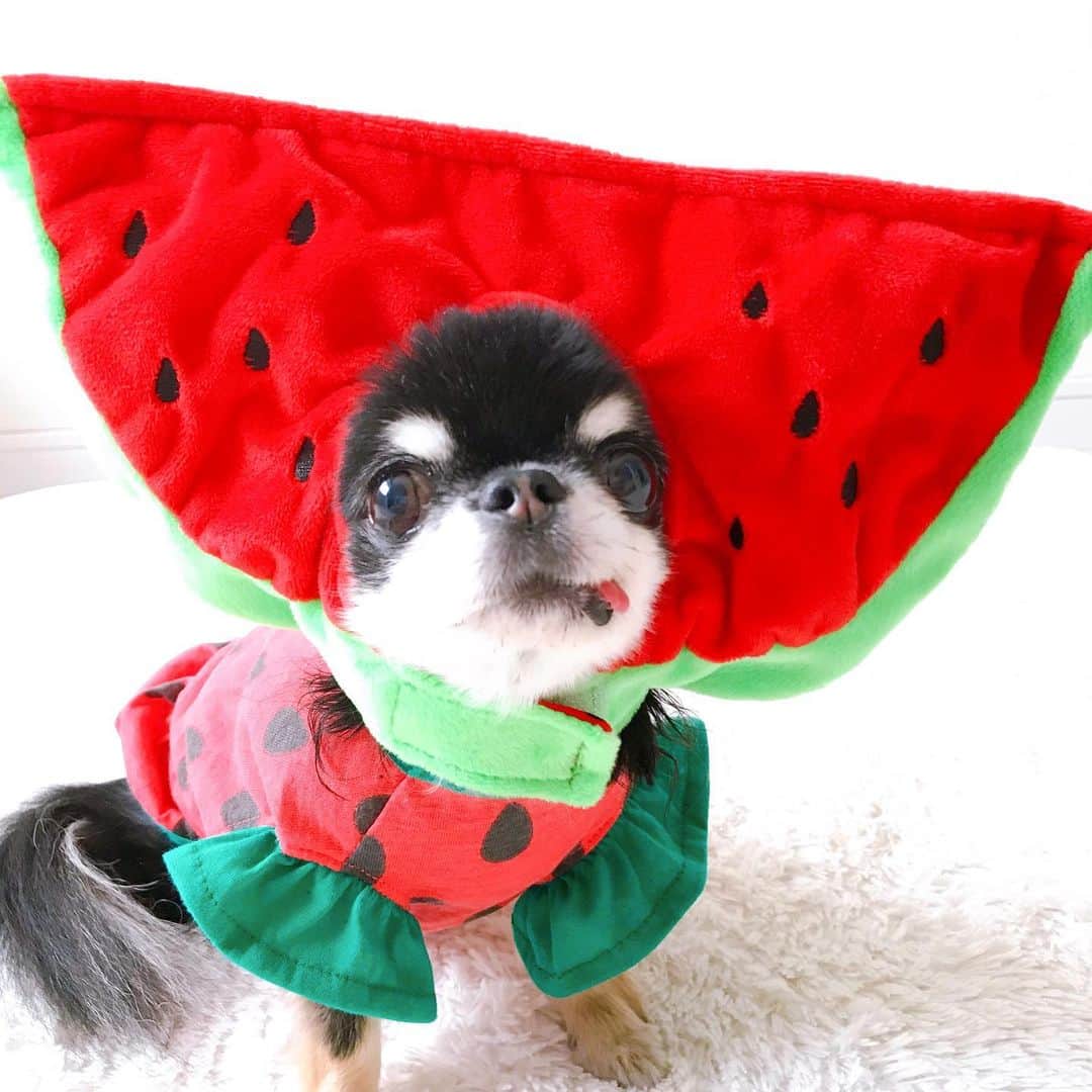 kayoのインスタグラム：「* * * 今日7月27日は スイカの日なんだって🍉 * * * Melon💗🍉 * * #スイカの日 #watermelon * #chihuahua#chihuahualove#dogstgram#dog#instadog#チワワ#チワワ大好き#チワワのいる暮らし * * *」