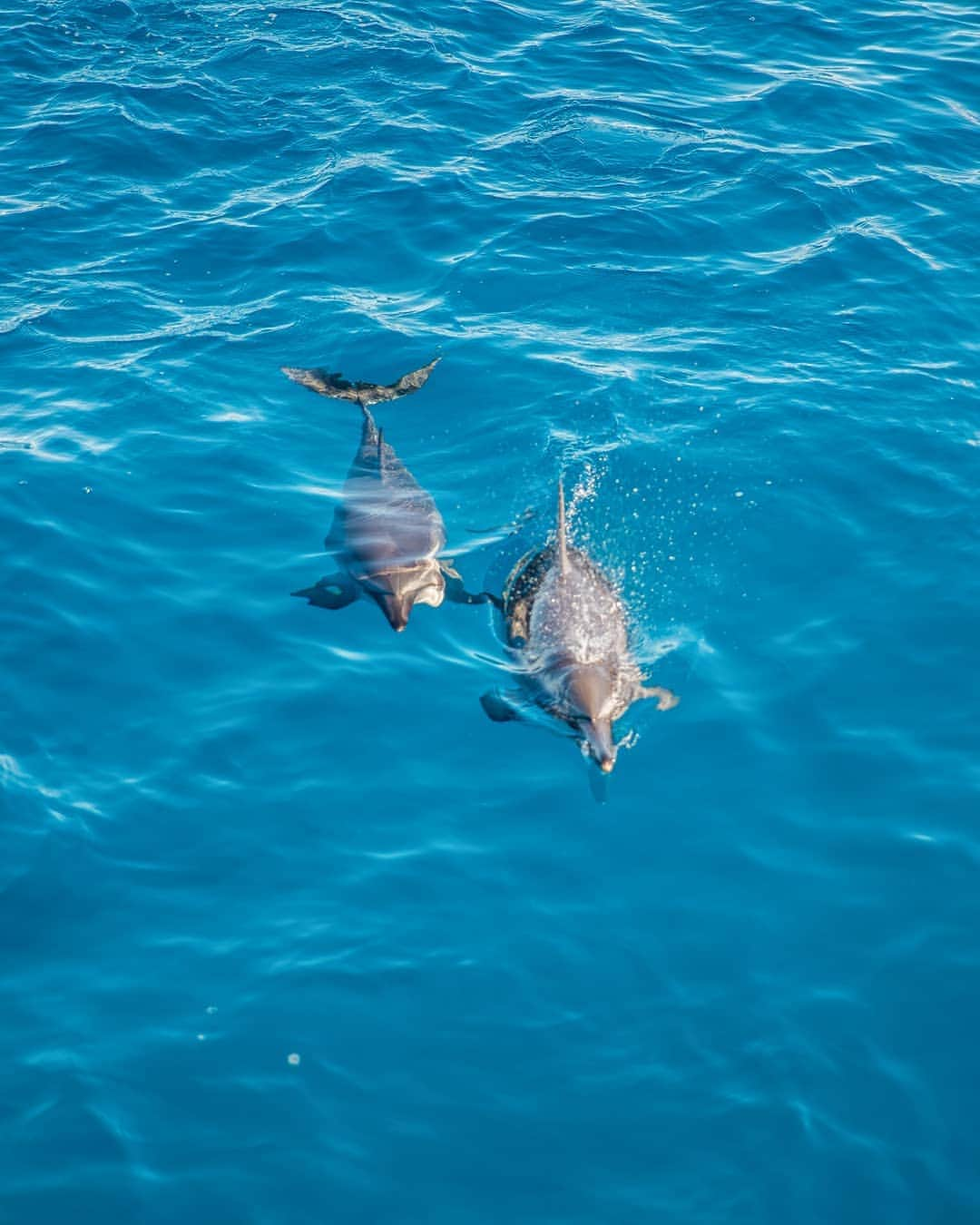 And Youさんのインスタグラム写真 - (And YouInstagram)「“Together we can face challenges as deep as the ocean and as high as the sky” - Sonia Gandhi. ​. ​. ​. ​. ​. ​#togetherness #community #quotes #oceanquotes #saveourseas #oceania #oceanfriendly」7月27日 12時19分 - dolphinsandyou