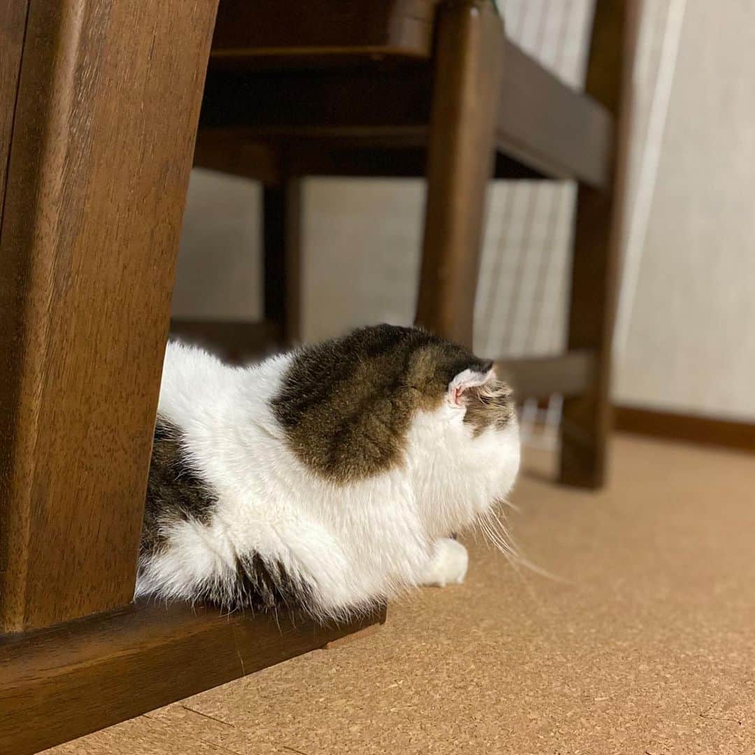 8n21のインスタグラム：「味のある後姿 #ねこかな #cats #ねこ部」