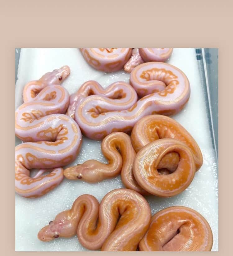 ゾーイ・クラヴィッツさんのインスタグラム写真 - (ゾーイ・クラヴィッツInstagram)「when you thought 2020 was gonna be 🍩 but actually it's 🐍」7月27日 12時49分 - zoeisabellakravitz