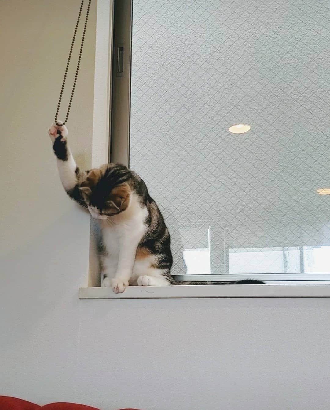 窪真理さんのインスタグラム写真 - (窪真理Instagram)「満員電車に揺られる子猫」7月27日 12時56分 - kubomary