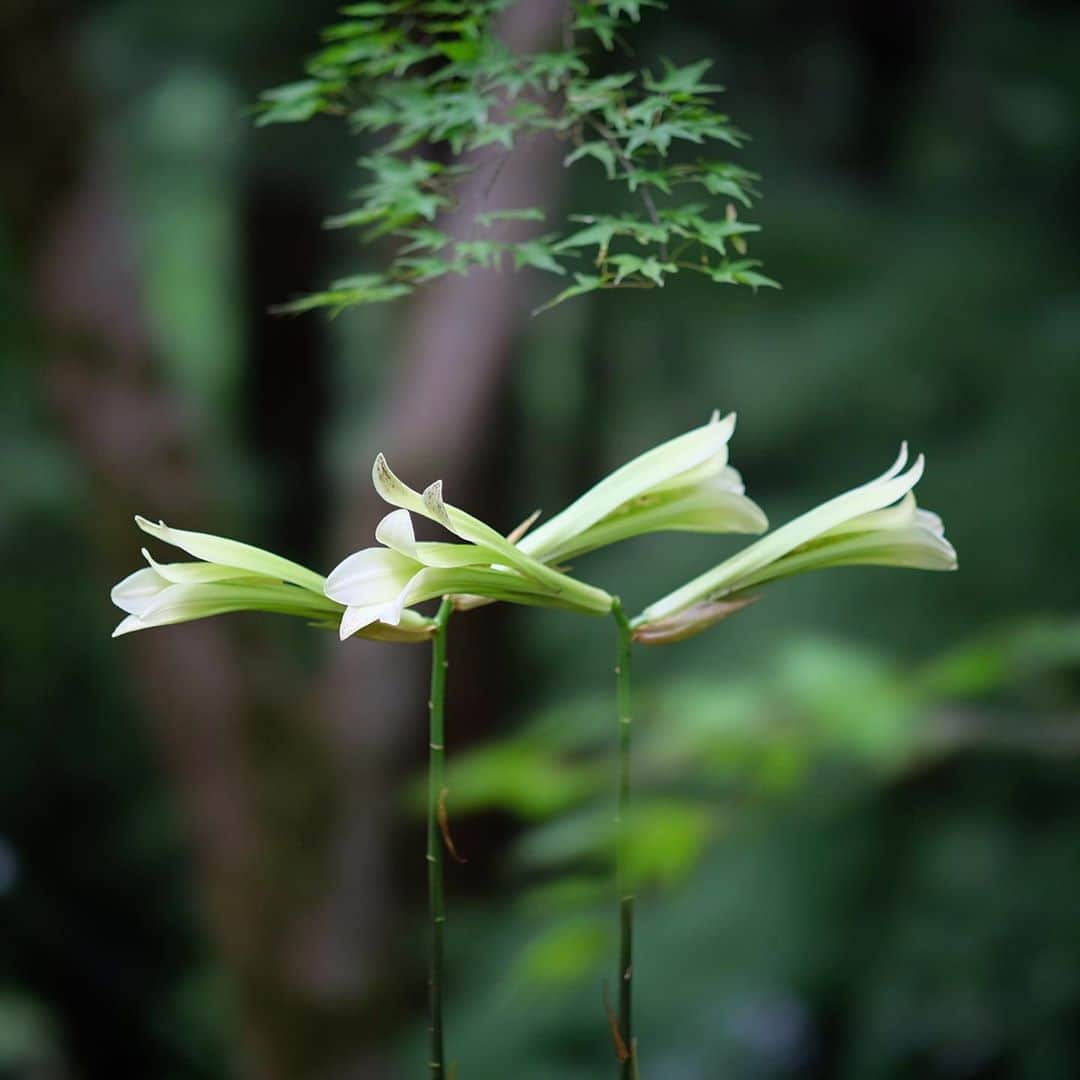 奈良 長谷寺 / nara hasederaのグルメインスタ