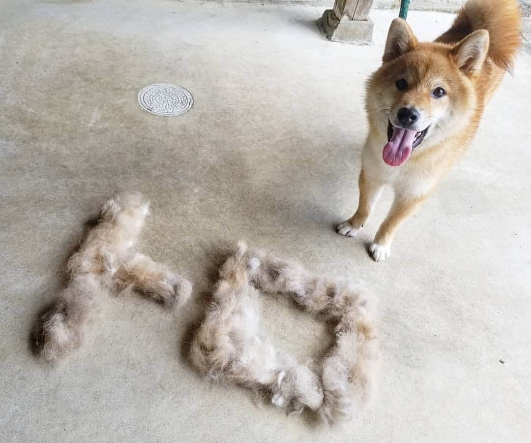 柴犬たま Shibainu Tamaのインスタグラム