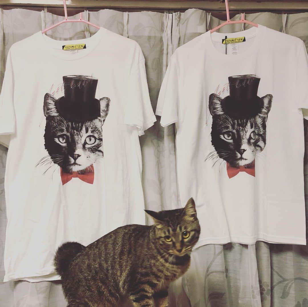 菊地優志さんのインスタグラム写真 - (菊地優志Instagram)「この間、セフィロティック・ツリーさんで我が家の猫「夢ちゃん」にそっくりなTシャツを買い着ていたらマイワイフも欲しそうな感じでしたので、ワイフ用のTシャツも買いました\(//∇//)\  そしてリアル夢ちゃんと撮影しました( ◠‿◠ )  夢ちゃんも似てると思っているのか不思議そうに眺めてました☆」7月27日 15時05分 - kikuchimasashi