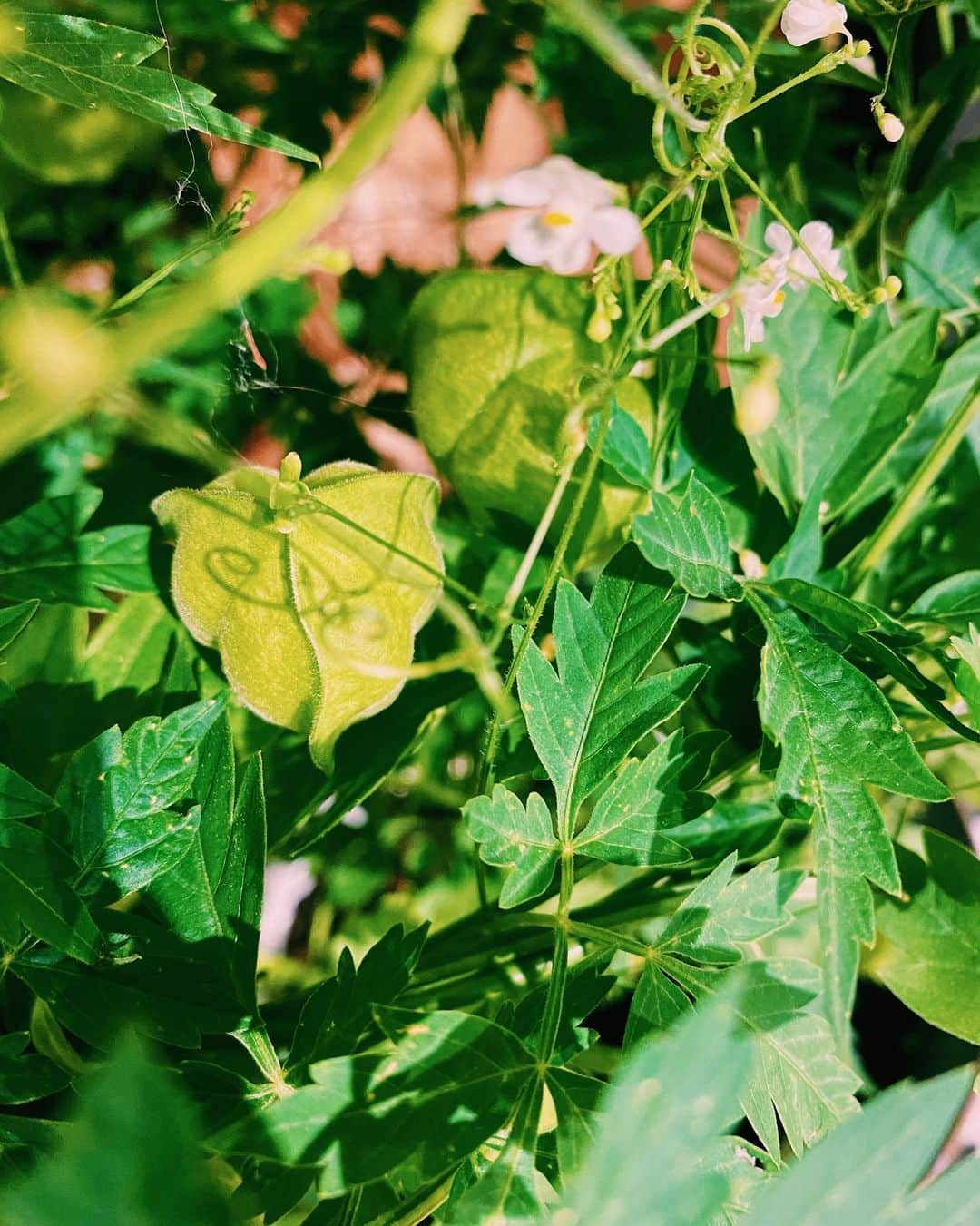 柏の葉 T-SITEさんのインスタグラム写真 - (柏の葉 T-SITEInstagram)「・﻿ 【PICK UP】﻿ 『今週のdecora便🌿 #5』﻿ ﻿ 〈ジャンル〉食・暮らし﻿ 〈場所〉1F 暮らし﻿ ﻿ おはようございます。﻿ ﻿ フラワーショップ デコラ @decoradecora さんから﻿ 届く季節のお花。﻿ ﻿ 今週のテーマは〈実もの〉です。﻿ おすすめポイントをいくつかご紹介しますので、﻿ お写真と見比べながらチェックしてみてくださいね。﻿  ﻿ #ブルーベリー は今回は切り花で入荷しております。﻿ 他にも #クランベリー #ジュズサンゴ と﻿ 小ぶりながらも華やかな色の実をつける植物が揃いました。﻿  また、ジュズサンゴの後ろに写っている #モヒートミント は﻿ 大人気につき、当店のために生産者さんにつくっていただいたものです！ ドリンクに入れても楽しめます。﻿ ﻿ つる性の #フウセンカズラ の実はぼんぼりのよう。﻿ つぶらな白いお花も、控えめで素敵です。 実はフウセンカズラの種は丸く、黒地に白いハートの模様が入っているんですよ。﻿  ﻿ 他、珍しい #クルクマソウ も入荷しています。﻿ 目を引くピンクがとても鮮やかです。 ﻿  ーーーーーーーーーーーーーー﻿ 今週は、色味をワンポイントでプラスして﻿ いつもの植物に変化を加えてみてはいかがでしょう♪ ﻿ #柏の葉蔦屋書店 #蔦屋書店 #柏の葉tsite #tsite ﻿ #夏の花 #おうちガーデン #実もの #数珠珊瑚﻿  #梅雨の過ごし方 #初夏の花 #decora #つる性植物﻿ #お花のある暮らし #フラワーショップ #フラワーギフト」7月27日 15時38分 - kashiwanohatsite