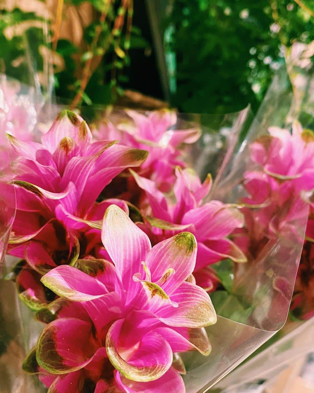 柏の葉 T-SITEさんのインスタグラム写真 - (柏の葉 T-SITEInstagram)「・﻿ 【PICK UP】﻿ 『今週のdecora便🌿 #5』﻿ ﻿ 〈ジャンル〉食・暮らし﻿ 〈場所〉1F 暮らし﻿ ﻿ おはようございます。﻿ ﻿ フラワーショップ デコラ @decoradecora さんから﻿ 届く季節のお花。﻿ ﻿ 今週のテーマは〈実もの〉です。﻿ おすすめポイントをいくつかご紹介しますので、﻿ お写真と見比べながらチェックしてみてくださいね。﻿  ﻿ #ブルーベリー は今回は切り花で入荷しております。﻿ 他にも #クランベリー #ジュズサンゴ と﻿ 小ぶりながらも華やかな色の実をつける植物が揃いました。﻿  また、ジュズサンゴの後ろに写っている #モヒートミント は﻿ 大人気につき、当店のために生産者さんにつくっていただいたものです！ ドリンクに入れても楽しめます。﻿ ﻿ つる性の #フウセンカズラ の実はぼんぼりのよう。﻿ つぶらな白いお花も、控えめで素敵です。 実はフウセンカズラの種は丸く、黒地に白いハートの模様が入っているんですよ。﻿  ﻿ 他、珍しい #クルクマソウ も入荷しています。﻿ 目を引くピンクがとても鮮やかです。 ﻿  ーーーーーーーーーーーーーー﻿ 今週は、色味をワンポイントでプラスして﻿ いつもの植物に変化を加えてみてはいかがでしょう♪ ﻿ #柏の葉蔦屋書店 #蔦屋書店 #柏の葉tsite #tsite ﻿ #夏の花 #おうちガーデン #実もの #数珠珊瑚﻿  #梅雨の過ごし方 #初夏の花 #decora #つる性植物﻿ #お花のある暮らし #フラワーショップ #フラワーギフト」7月27日 15時38分 - kashiwanohatsite
