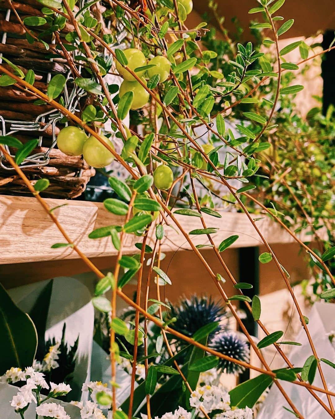 柏の葉 T-SITEさんのインスタグラム写真 - (柏の葉 T-SITEInstagram)「・﻿ 【PICK UP】﻿ 『今週のdecora便🌿 #5』﻿ ﻿ 〈ジャンル〉食・暮らし﻿ 〈場所〉1F 暮らし﻿ ﻿ おはようございます。﻿ ﻿ フラワーショップ デコラ @decoradecora さんから﻿ 届く季節のお花。﻿ ﻿ 今週のテーマは〈実もの〉です。﻿ おすすめポイントをいくつかご紹介しますので、﻿ お写真と見比べながらチェックしてみてくださいね。﻿  ﻿ #ブルーベリー は今回は切り花で入荷しております。﻿ 他にも #クランベリー #ジュズサンゴ と﻿ 小ぶりながらも華やかな色の実をつける植物が揃いました。﻿  また、ジュズサンゴの後ろに写っている #モヒートミント は﻿ 大人気につき、当店のために生産者さんにつくっていただいたものです！ ドリンクに入れても楽しめます。﻿ ﻿ つる性の #フウセンカズラ の実はぼんぼりのよう。﻿ つぶらな白いお花も、控えめで素敵です。 実はフウセンカズラの種は丸く、黒地に白いハートの模様が入っているんですよ。﻿  ﻿ 他、珍しい #クルクマソウ も入荷しています。﻿ 目を引くピンクがとても鮮やかです。 ﻿  ーーーーーーーーーーーーーー﻿ 今週は、色味をワンポイントでプラスして﻿ いつもの植物に変化を加えてみてはいかがでしょう♪ ﻿ #柏の葉蔦屋書店 #蔦屋書店 #柏の葉tsite #tsite ﻿ #夏の花 #おうちガーデン #実もの #数珠珊瑚﻿  #梅雨の過ごし方 #初夏の花 #decora #つる性植物﻿ #お花のある暮らし #フラワーショップ #フラワーギフト」7月27日 15時38分 - kashiwanohatsite