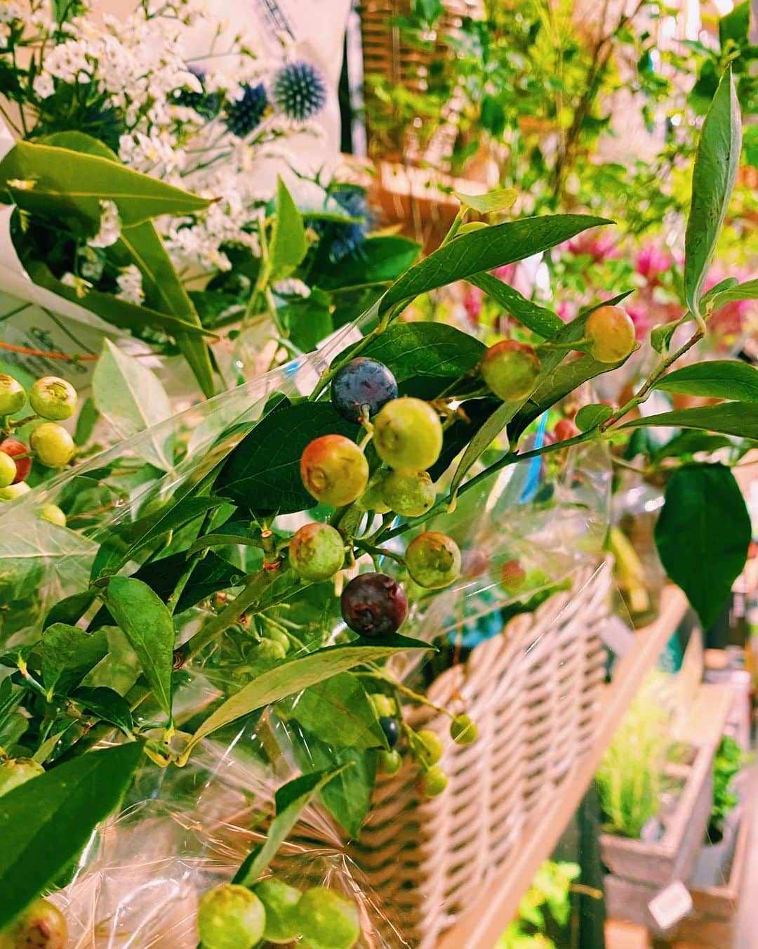 柏の葉 T-SITEさんのインスタグラム写真 - (柏の葉 T-SITEInstagram)「・﻿ 【PICK UP】﻿ 『今週のdecora便🌿 #5』﻿ ﻿ 〈ジャンル〉食・暮らし﻿ 〈場所〉1F 暮らし﻿ ﻿ おはようございます。﻿ ﻿ フラワーショップ デコラ @decoradecora さんから﻿ 届く季節のお花。﻿ ﻿ 今週のテーマは〈実もの〉です。﻿ おすすめポイントをいくつかご紹介しますので、﻿ お写真と見比べながらチェックしてみてくださいね。﻿  ﻿ #ブルーベリー は今回は切り花で入荷しております。﻿ 他にも #クランベリー #ジュズサンゴ と﻿ 小ぶりながらも華やかな色の実をつける植物が揃いました。﻿  また、ジュズサンゴの後ろに写っている #モヒートミント は﻿ 大人気につき、当店のために生産者さんにつくっていただいたものです！ ドリンクに入れても楽しめます。﻿ ﻿ つる性の #フウセンカズラ の実はぼんぼりのよう。﻿ つぶらな白いお花も、控えめで素敵です。 実はフウセンカズラの種は丸く、黒地に白いハートの模様が入っているんですよ。﻿  ﻿ 他、珍しい #クルクマソウ も入荷しています。﻿ 目を引くピンクがとても鮮やかです。 ﻿  ーーーーーーーーーーーーーー﻿ 今週は、色味をワンポイントでプラスして﻿ いつもの植物に変化を加えてみてはいかがでしょう♪ ﻿ #柏の葉蔦屋書店 #蔦屋書店 #柏の葉tsite #tsite ﻿ #夏の花 #おうちガーデン #実もの #数珠珊瑚﻿  #梅雨の過ごし方 #初夏の花 #decora #つる性植物﻿ #お花のある暮らし #フラワーショップ #フラワーギフト」7月27日 15時38分 - kashiwanohatsite
