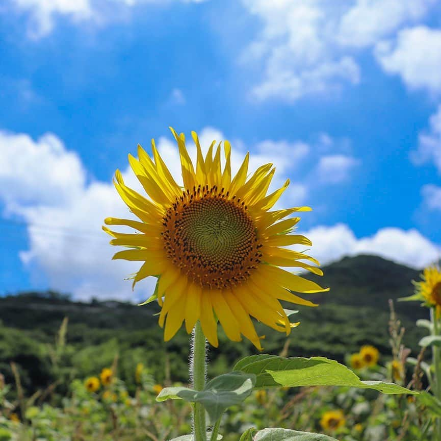 愛知県田原市さんのインスタグラム写真 - (愛知県田原市Instagram)「Cheer up everyone! * みんなに元気あげるっ！ * #ひまわり畑 #今年のひまわりはちょっと小さめ #だけど背が高くてびっくり！ #はやく梅雨明けしないかな #梅雨のわずかな晴れ間にぱしゃり #あー青空がみたい！ #ひまわり　#ヒマワリ #ひまわりイエロー #たはら暮らし #渥美半島#田原市#伊良湖岬#伊良湖#赤羽根 #tahara#irago#akabane#サーフィン#surfing#田舎暮らし#日々の暮らし #休日の過ごし方#スローライフ」7月27日 15時57分 - tahara_kurashi