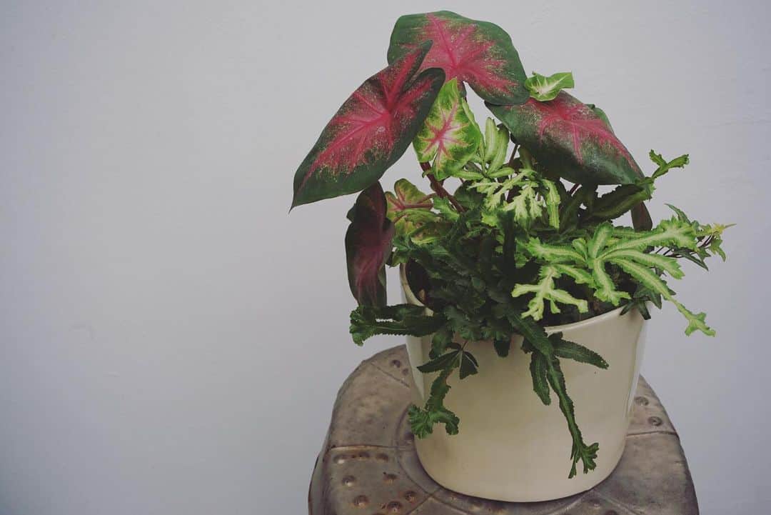 MILLE ECLAT.のグルメインスタ