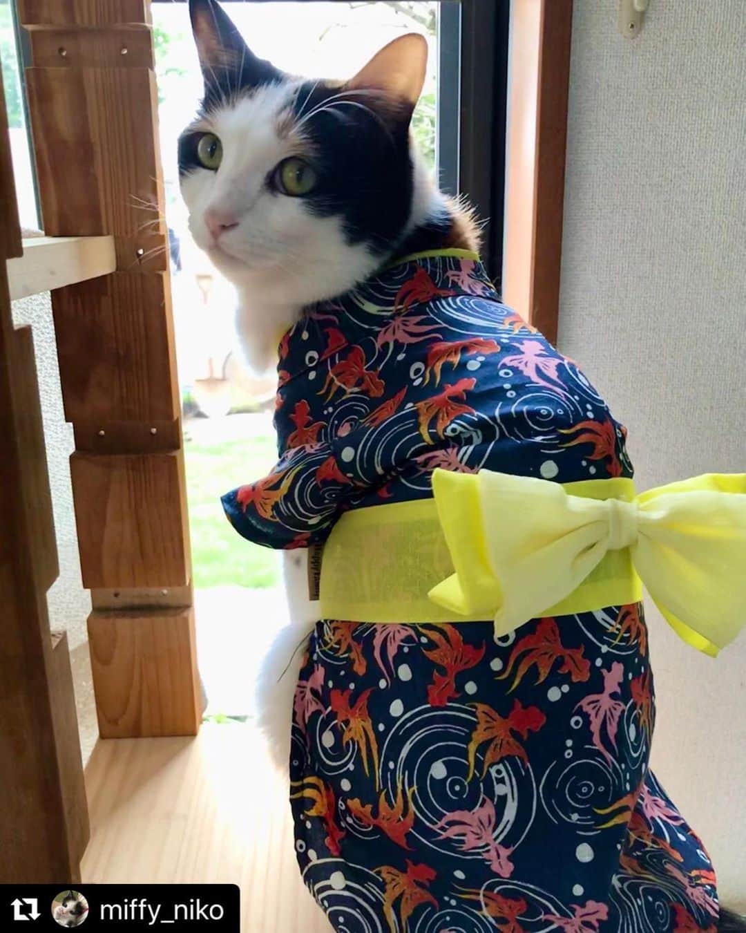 のインスタグラム：「【#ねこは人を笑顔にする】❣️ 花火に備えて🎵🎇浴衣とっても似合ってるよ〜👘☺️❤️ @miffy_niko さん、ありがとう🍧 #Repost @miffy_niko with @make_repost ・・・ お家から花火見られたらいいニャ〜😸🎇✨  今日の20時、全国121カ所で一斉に花火が打ち上がりますね🎆  見られないけど、「打倒コロナ」家から願いを込めて✨  みんにゃ、一緒に見上げようニャン😸💗  MステSPも楽しみ〜😊🎶  ＊  #猫#ねこ#猫と暮らす#猫とおうち時間 #ペットとずっと #猫のいる幸せ #猫のいる生活 #猫好きさんと繋がりたい #ねこすた#ねこすたぐらむ #にゃんすたぐらむ #ねこのきもち#にゃんこ#ふわもこ部 #みけねこ #みけねこ部 #三毛猫#保護猫#ねこは人を笑顔にする #peppyフォト部 #フェリシモ猫部#猫の熱中症にご注意 #フォトレボ第2回コンテスト #cat #catstagram_japan #catlover #instacat」