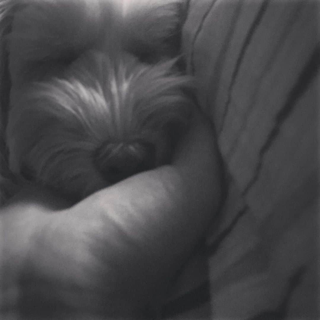 北山陽一のインスタグラム：「おやすみなさい。#きたやまおもち」