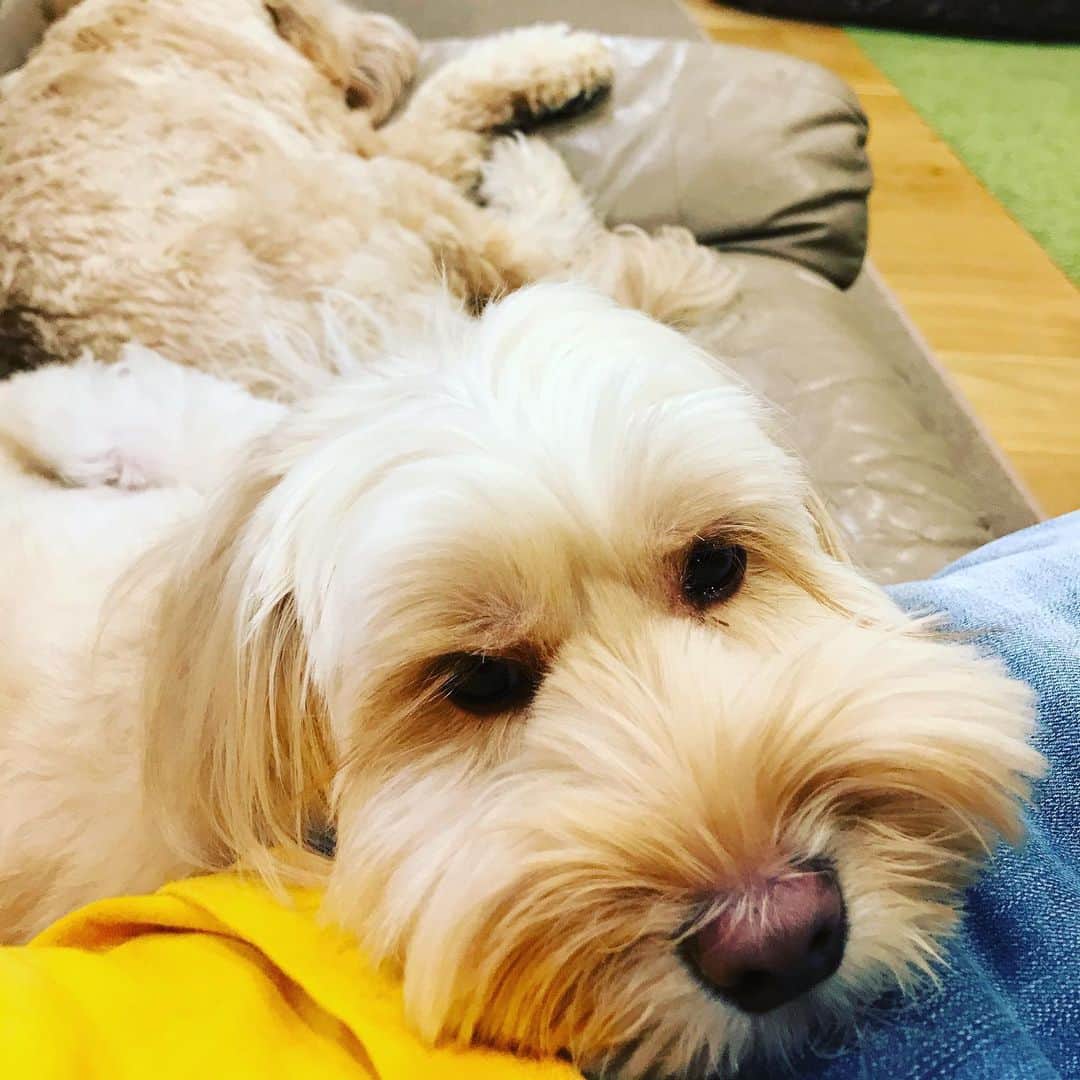 北山陽一のインスタグラム：「ただいま。#きたやまおもち #きたやまおかき」