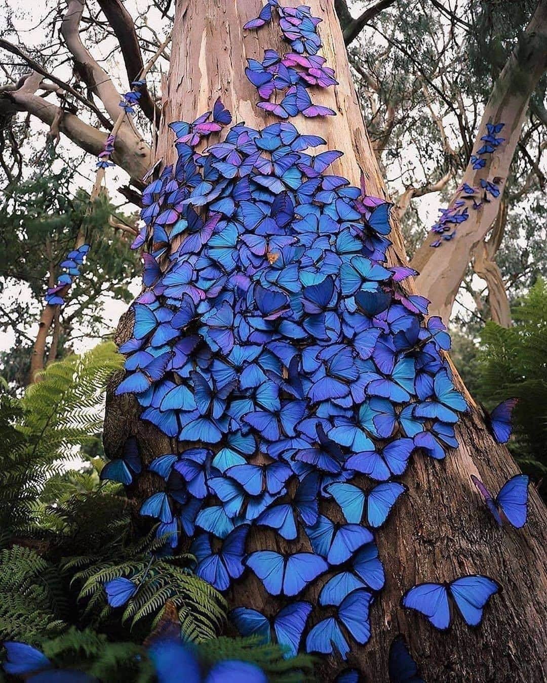 Discover Earthさんのインスタグラム写真 - (Discover EarthInstagram)「Butterfly tree !  Would love to see that :) 🦋 #discovernature with @kelvinhudson  #butterfly #nature #naturephotography」7月27日 18時56分 - discoverearth