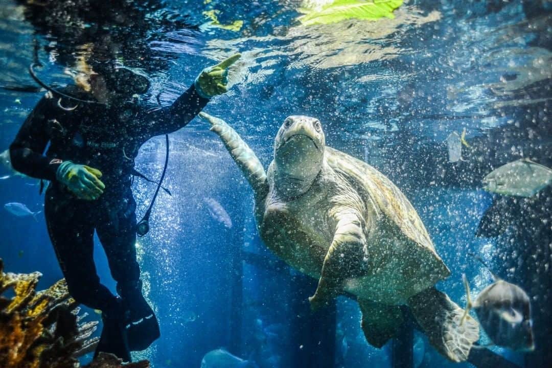 National Geographic Travelさんのインスタグラム写真 - (National Geographic TravelInstagram)「Photo by @estherhorvath  Sherrie Floyd shows Myrtle, a 90-year-old green sea turtle, her breakfast salad at New England Aquarium in Boston. Divers in the Giant Ocean Tank train her to eat by herself. Myrtle is a rescued and non-releasable sea turtle and has lived in the aquarium since 1970. Please follow @estherhorvath for more stories.」7月27日 19時03分 - natgeotravel