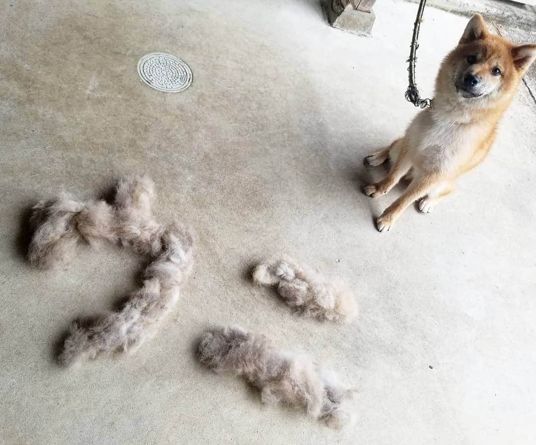 柴犬たま Shibainu Tamaのインスタグラム