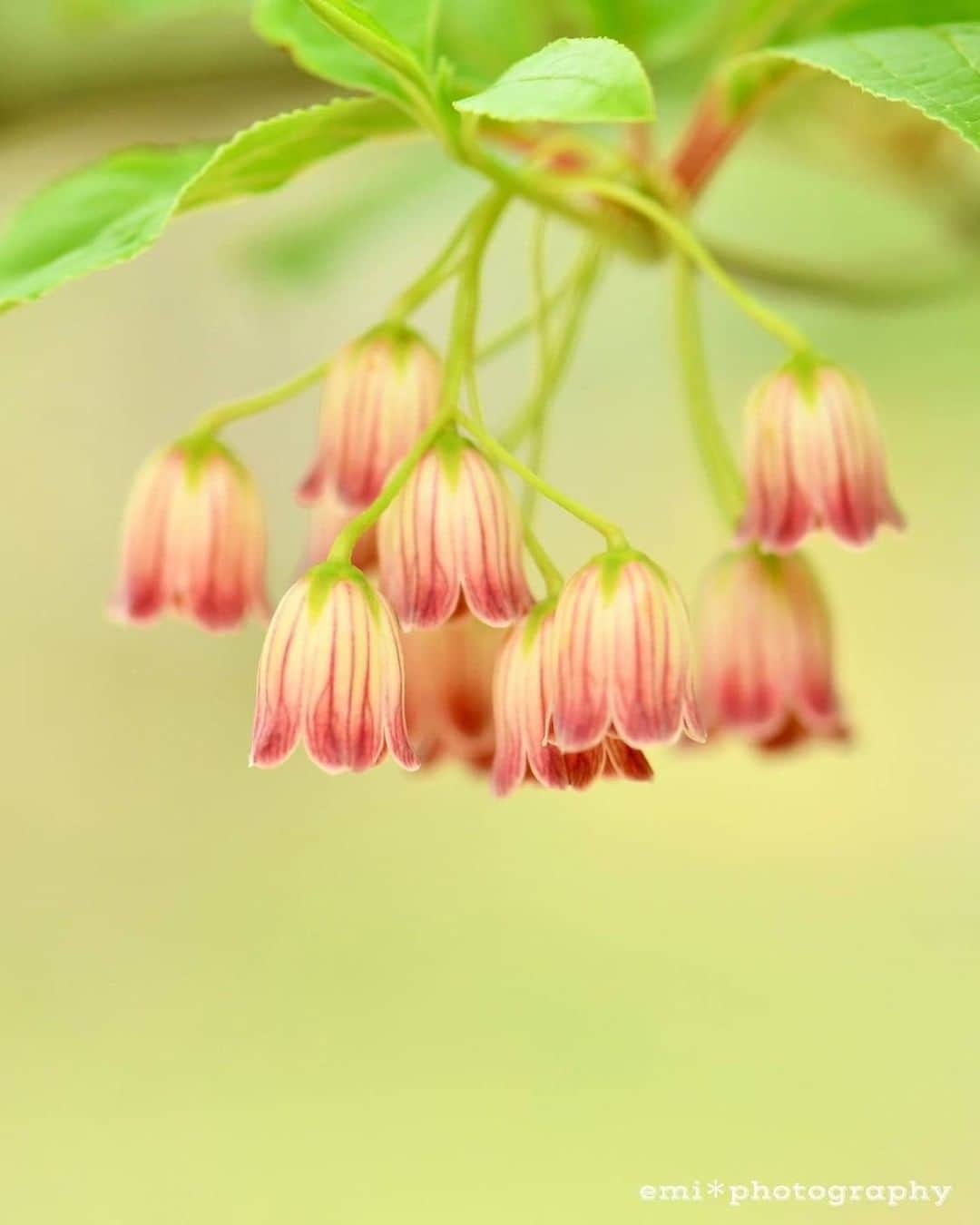 花の写真館のインスタグラム：「Photo by @hoho_emi_flora.⠀ https://instagram.com/hoho_emi_flora/⠀ .⠀ Original Post[投稿いただいたURL]⠀ https://www.instagram.com/p/CAppixDA22M/⠀ .⠀ 本アカウントは、 #私の花の写真 をつけてInstagramに投稿された皆さまの花の写真や、「花の写真館」Facebookページで投稿された花の写真を紹介します。⠀ 「花の写真館」Facebookページは、「 @floral.photograph 」のプロフィールにあるURLからご覧ください。⠀ .⠀ ※各自、政府、自治体など公的機関の指示に従った行動をお願いします。⠀⠀ 東京カメラ部および分室では、写真を「見る楽しみ」を提供することを通して、微力ながら皆様にわずかな時間でも癒しをお届けしたいと思っております。⠀ ※本アカウントは東京カメラ部がFacebook、Instagramのサービスを利用して運営しているもので、Facebook社・Instagramとは一切関係ありません。⠀ .⠀ #花の写真館 #floralphotograph #floralphoto #flower #flowers⠀ Follow: @floral.photograph」