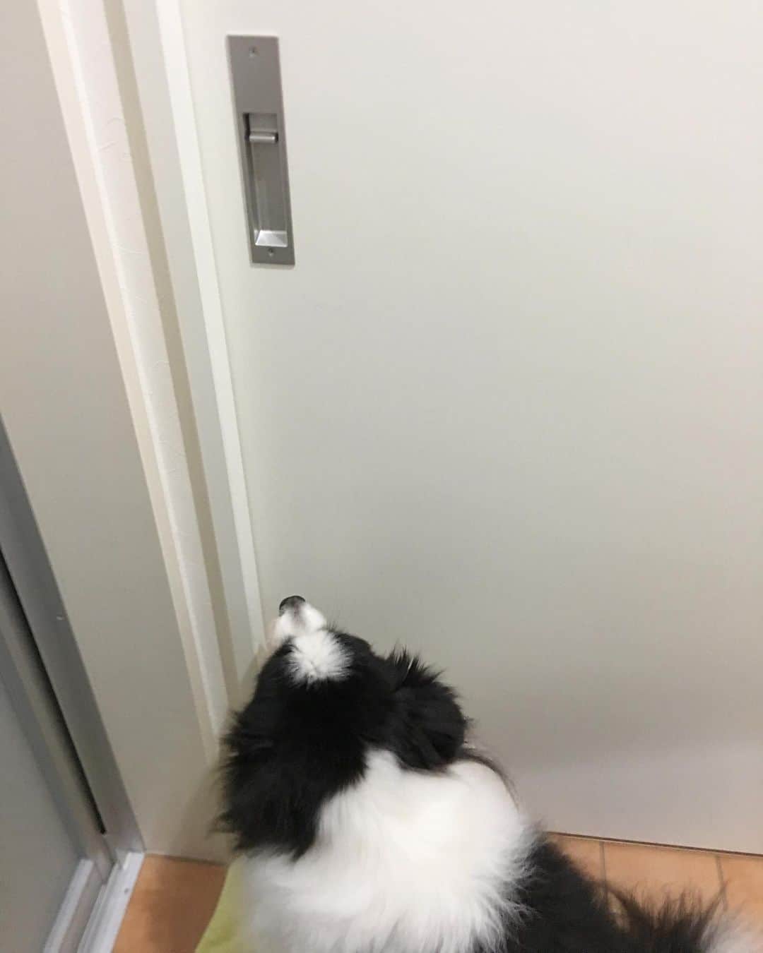 犬バカ部宣伝部長のインスタグラム