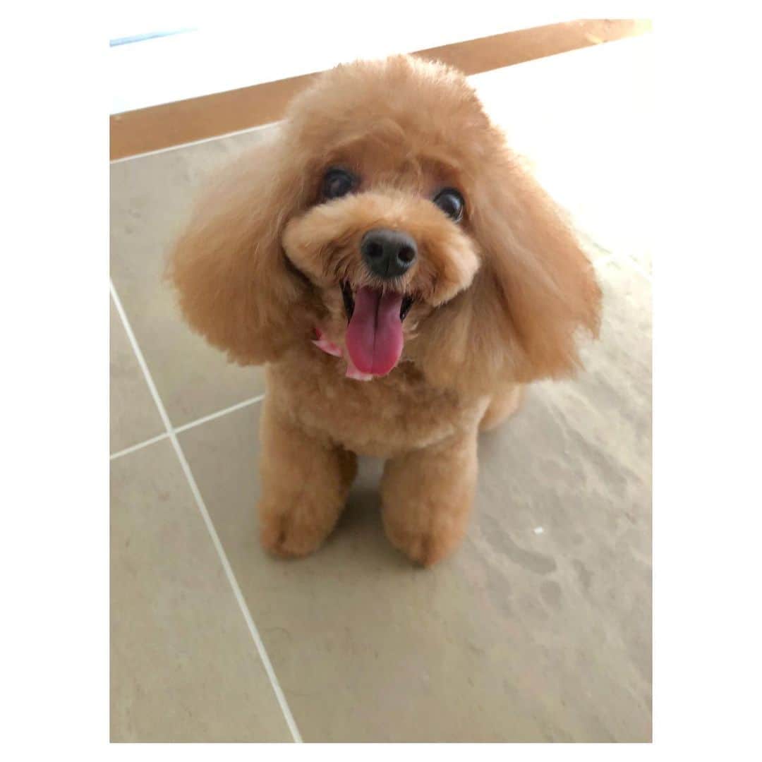 のインスタグラム：「キラキラした目で見つめてきます😆 おやつを期待してる表情かな🐶  #トイプードル #トイプー #toypoodle #dog #dogstagram #いぬすたぐらむ #いぬバカ部 #ふわふわ #もふもふ #ふわもこ #ふわもこ部 #犬のいる暮らし」