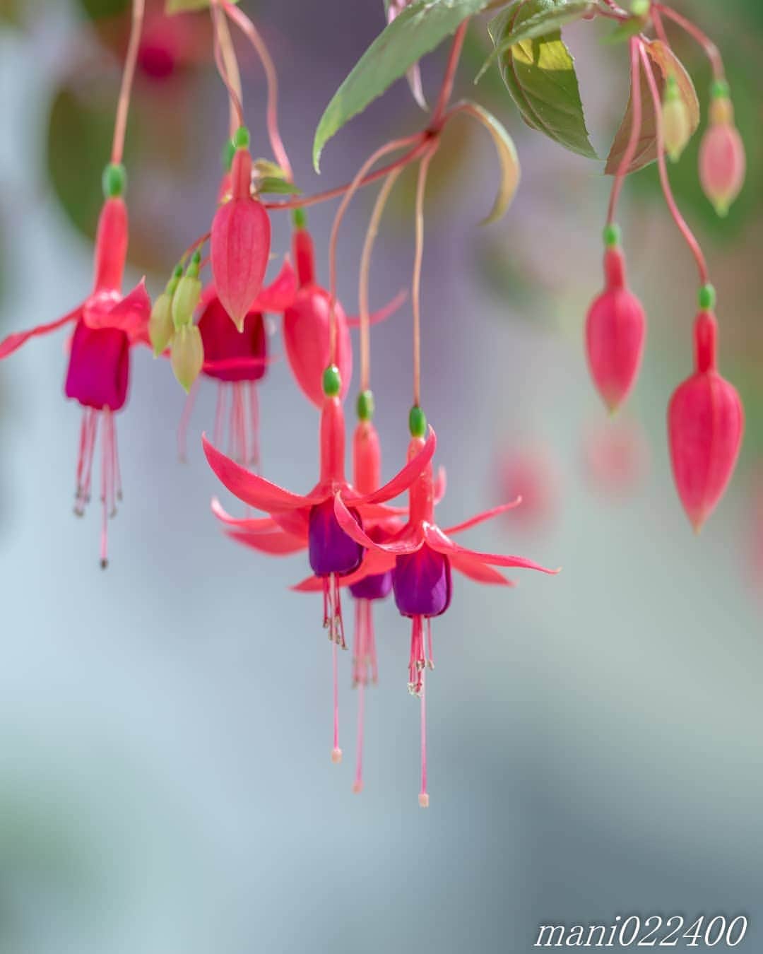 mani022400のグルメインスタ