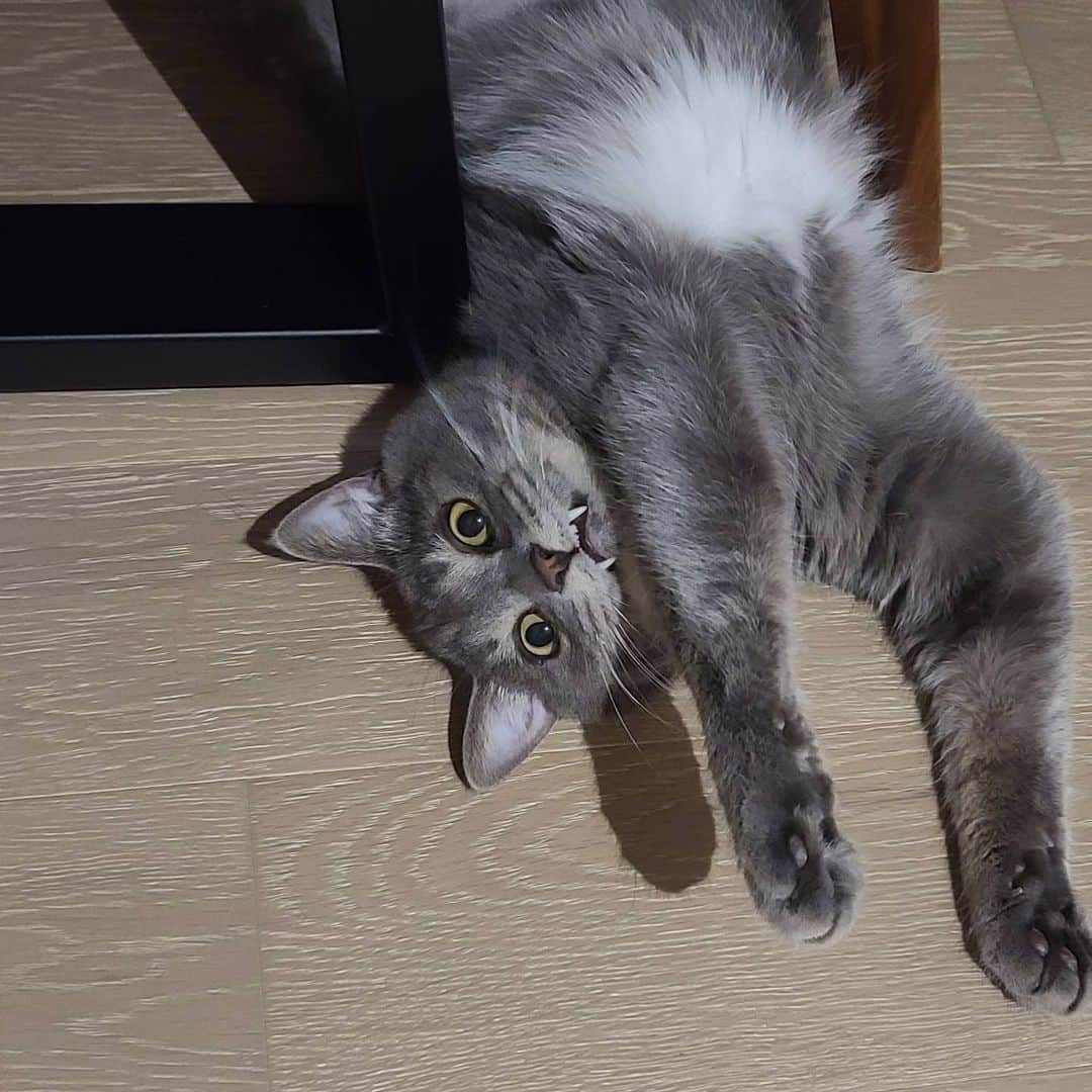 サニー のインスタグラム：「크왕~!!!!! #후추 #바보울보뚱보쫄보 #내새끠」