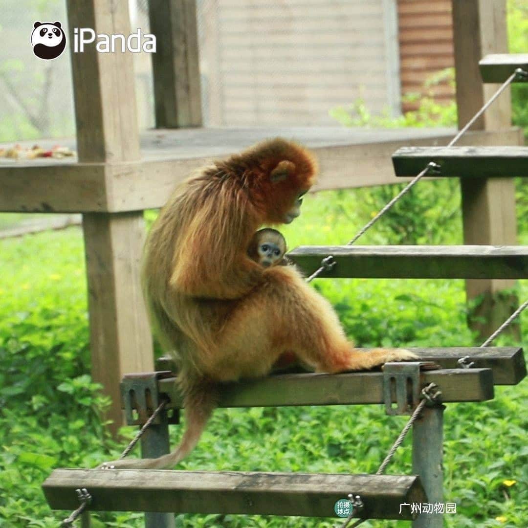 iPandaのインスタグラム