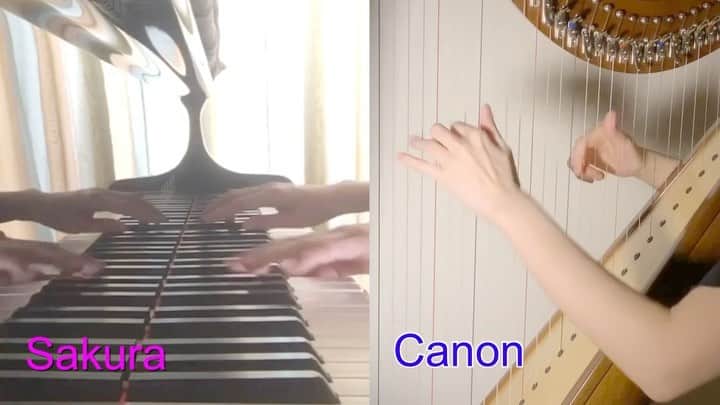 のインスタグラム：「#canon The beautiful songs medley with my follower,a pianist. 【エントリーNo.6】 #ハープでコラボしよう 🍀 #ピアノ PIANO×HARP @misamisaryoryo  プロのピアニストさんから ご応募いただきました🎹 彼女は、私のハープ教室の生徒さんでもあって… ハープもとってもお上手です♫✨ ✴︎ コード進行が同じ ポピュラー名曲3曲をつなげて メドレーにして遊んでみました😆  #カノン　 #パッヘルベル #さくら #森山直太朗  #ハナミズキ  #一青窈  🌸🌼🌷🌻 #withmiyabiharp  のハッシュタグをつけて投稿してくださった順番に私がハープでコラボしていく企画です♪（7月末で応募〆切）  #ハープ #音楽 #松岡みやび #ミヤビメソード #心理学 #癒し  #harp #music #miyabimatsuoka #harpistlife #healing」