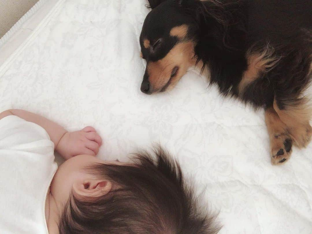 KIKKOのインスタグラム：「✔️Baby👶🏼×🐶Lime . 一昨日からパパがおらんくて 30日まで完全ワンオペです。 もう心が折れそうです🙋🏼‍♀️w いつもはおやすみしたらすぐ寝てくれてたのに 一昨日からは何回も起きてギャン泣き😭 どうしたんだい、いったい。 . お昼もずっと機嫌悪くてお昼寝なし😇 ママの方が完全に眠いもんなww . でも今日の朝のこの2人をみてたら 頑張るしかない😂ってなった✨👏 . 今日も1日世の中のパパママさん、ご苦労様でした🙇🏼‍♀️ 明日も【ほどほどに】頑張りましょう😊 .  #いぬすたぐらむ #いぬのいる暮らし #いぬ #いぬのきもち #あかちゃんのいる生活 #あかちゃん  #あかちゃんのいる暮らし  #なかよし #なかよしこよし #おんなのこママ  #べびふる #べびー #生後5ヶ月 #いぬとこども  #ママの宝物 #毎日癒しをありがとう 💖」