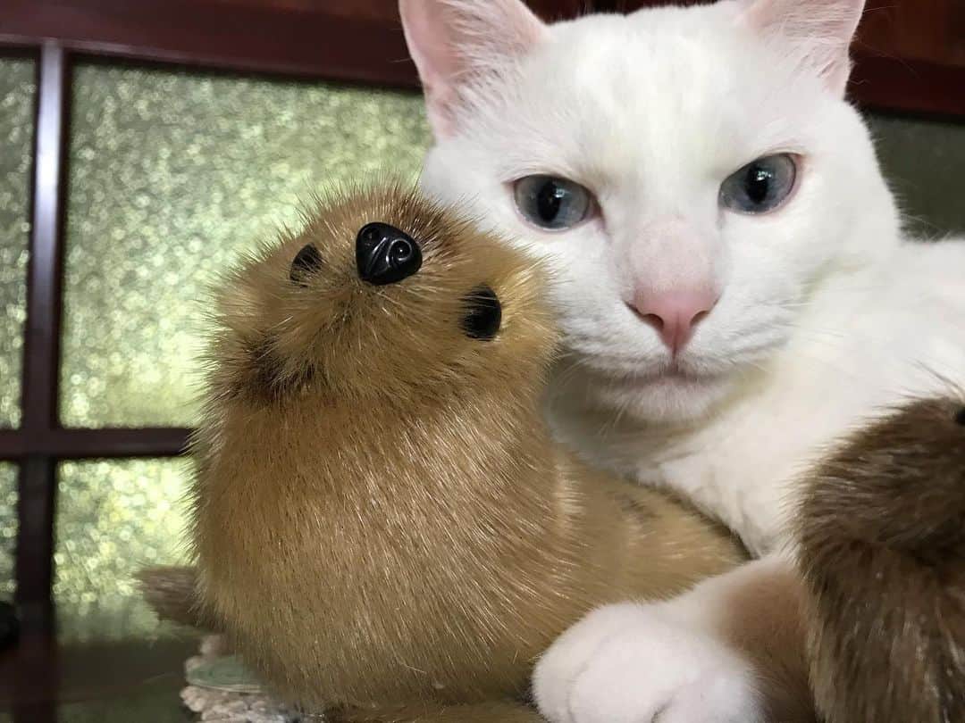 のインスタグラム：「*̣̩⋆̩* . むかーしむかしおばあちゃんが今は亡きおじいちゃんと旅行先にて購入したという、アザラシの人形。ふと見ると、きなちゃんが抱いてました。きなちゃんは、すごいおばあちゃんっ子。なにか感じとっているのかしら🤔 . . . #ねこ #catsofstagram #instacat #catstagram #catstagram_japan #ilovecats #peconねこ部 #ねこら部 #小さな猫が大きな癒しにニャる #東北ねこ部 #山形ねこ部 #ふわもこ部 #ペコねこ部 #にゃんすたぐらむ #にゃんだふるらいふ #にゃんとかめら #みんねこ #ねこがいる幸せ #ねこのいる生活 #猫と暮らす #ねことの暮らし #白猫」