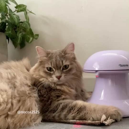 nocoaのインスタグラム：「． 今日もペシペシ。 羽ダブルましまし⬆︎⬆︎羽増やしたら遊ぶか思たけど残念。 ． 明日放送の【林修の今でしょ！講座　3時間スペシャル】にサラがちょろっと出ます、たぶん。 番組予告で見たよ！ってすごいたくさんメッセージもらったから出るはず😂 出なかったらすいませんよ。 ． ． #おもちゃとサラ  #ロイサラ成長記録  #nocoa動画#catvideo#猫動画」