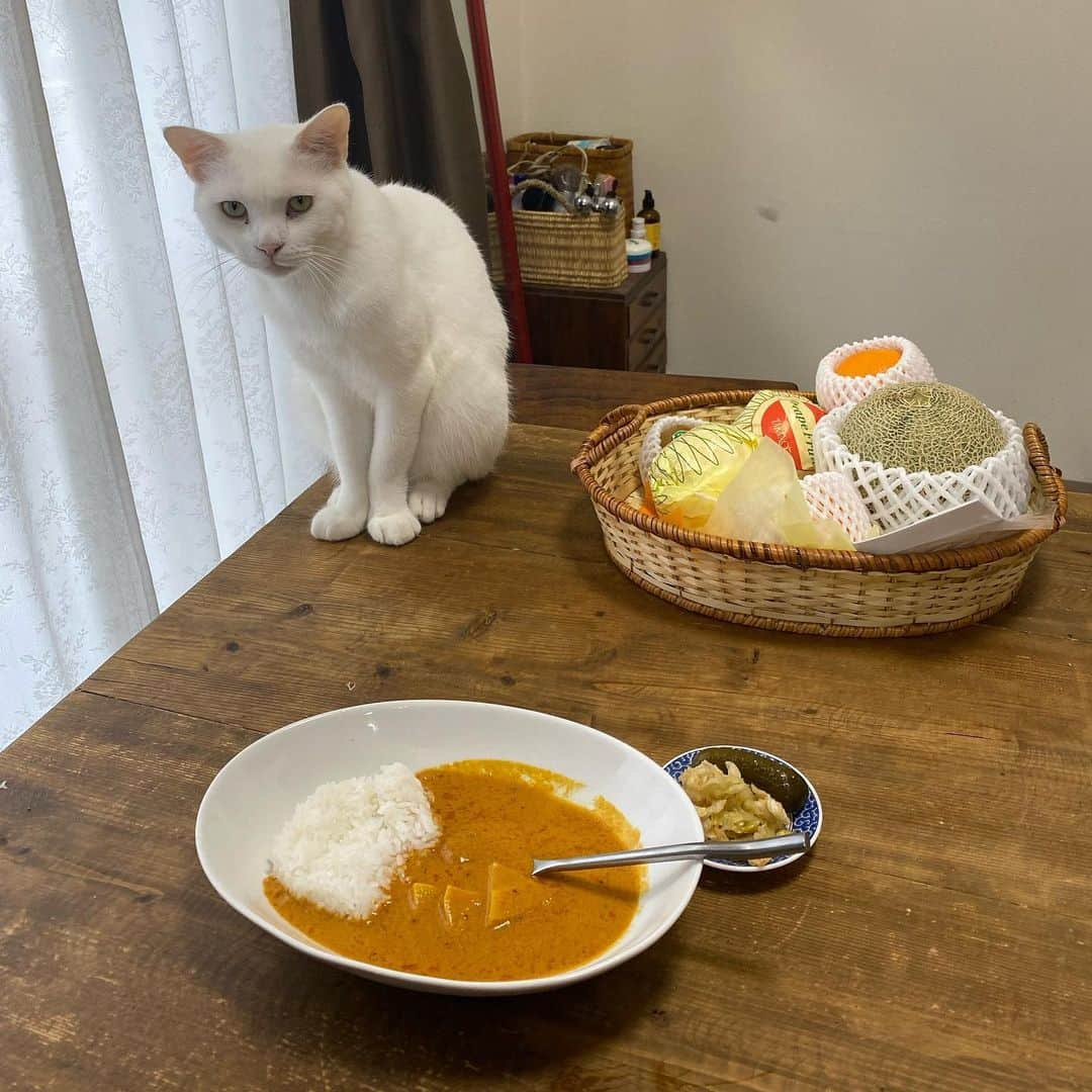 金巻ともこさんのインスタグラム写真 - (金巻ともこInstagram)「無印のブラウンマサラカレーとハク #無印カレー #ブラウンマサラカレー #おうちごはん金巻 #おうちごはんと猫 #hakuchai」7月27日 20時39分 - tomotomoco