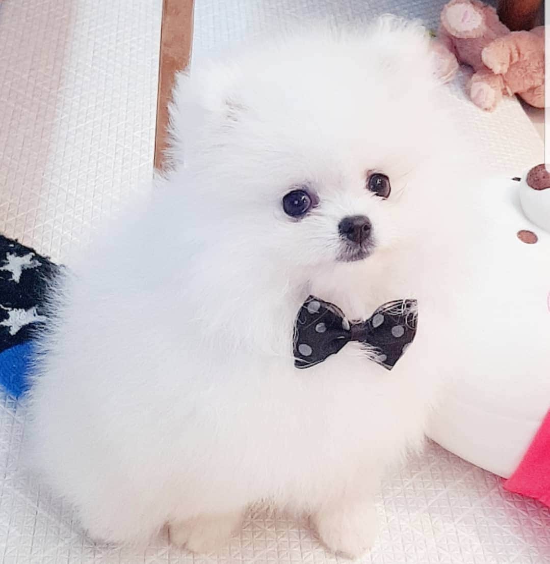 のインスタグラム：「HAPI♡」