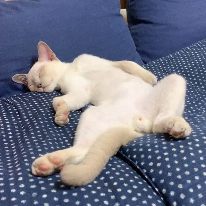 PECOねこ部さんのインスタグラム写真 - (PECOねこ部Instagram)「「いっぱい遊んだみゃー💤」 . #電池が切れた #ミルミルくん☺️💕 #大好きなお兄ちゃんの #夢でも見ているのかな？ #とっても幸せそう😍✨ . 素敵な投稿してくださったのは… @mika.joie.milmil さん 他にも素敵なお写真がたくさんあるので、ぜひ遊びに行ってみてくださいね♪  #ペコねこ部 をつけて投稿すると… PECOのSNSで楽しくご紹介させていただきます😋  #ねこ #猫 #ネコ #ねこ部 #にゃんこ #かわいい #cat #cats #catsofinstagram #cats_of_instagram #catstagram #kawaii #meow #catlover #トンキニーズ #子ネコ＃寝顔 #寝相 #無防備 #ヘソ天 #おっぴろげ #tonkinese #sleep」7月27日 21時01分 - pecocats