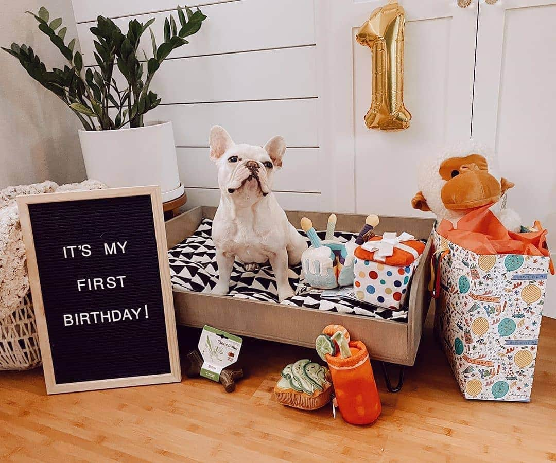 French Bulldogさんのインスタグラム写真 - (French BulldogInstagram)「Happy  Birthday @olive_the_frenchie15 !! 🎉🎁🎈 . . . . . #frenchie #frenchbulldog #instafrenchie #french_bulldog #frenchiesquad #frenchiepuppy #frenchieworld #frenchie_love #mycutestfrenchie #frenchie_photos #daily_frenchie #cutepuppies #frenchies1 #LAdog #LA #frenchieoftheday #frenchie_photos #frenchbulldogmoments #frenchbulldogfeature #frenchiefeature」7月27日 21時04分 - frenchie.world