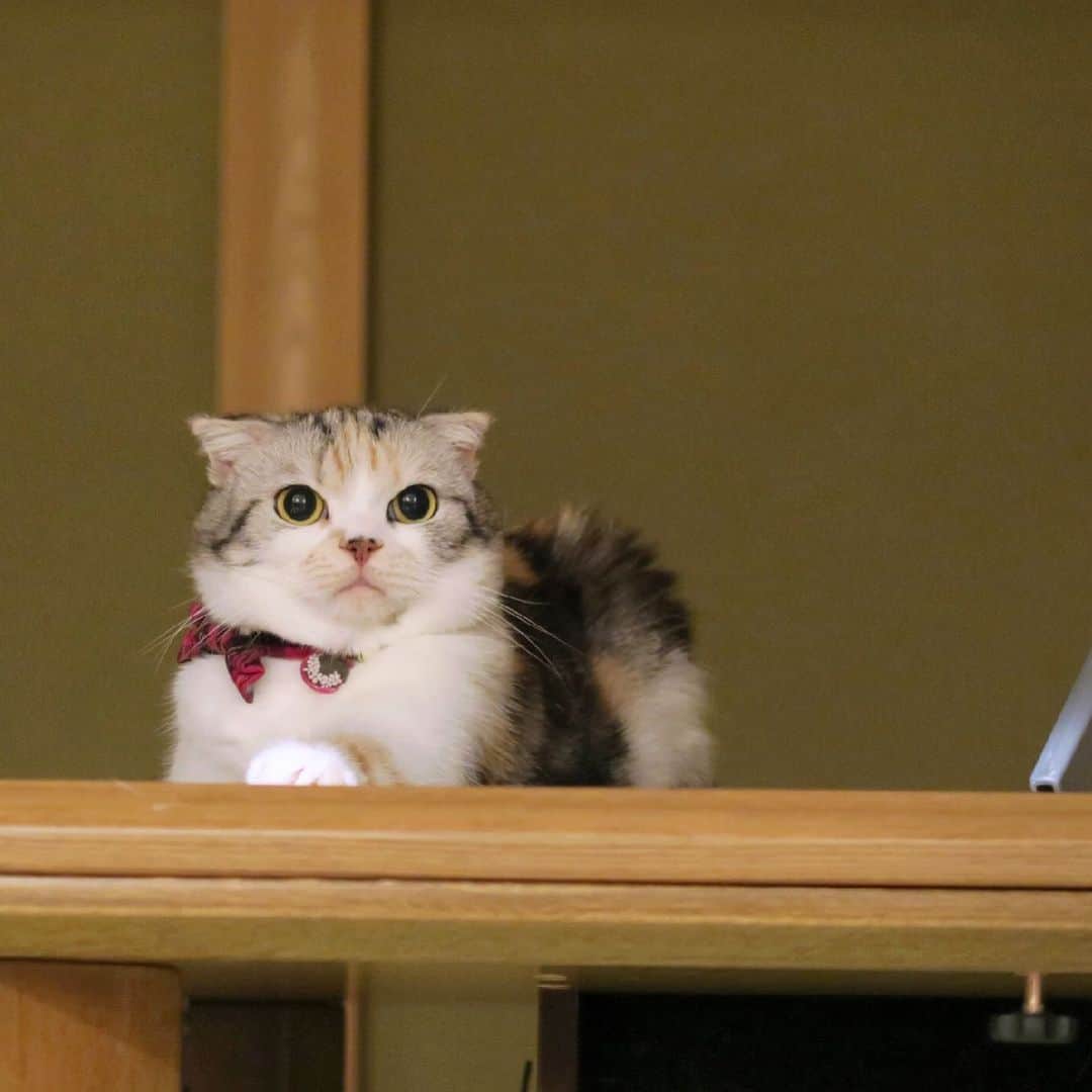 takegaeruのインスタグラム：「ちゃぶ台に乗ってるだけなのに妙に凛々しい子😼✨  #cat #scottishfold #猫 #スコティッシュフォールド #三毛スコ友の会」