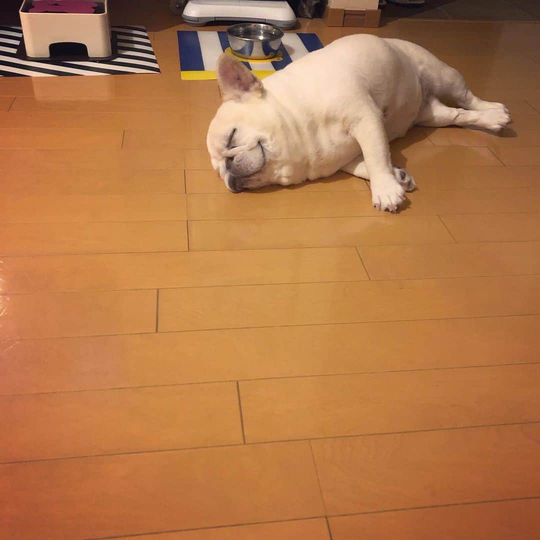 タニム（マーブル母）のインスタグラム：「* 行き倒れ寝🐷💤 * #我が家はマーブルファースト❤️ #雨ばかりで憂鬱  #夏は何処へ #イビキがすごい #私のアモーレ🐷❤️」