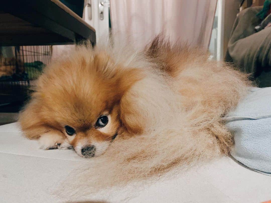 r_oseさんのインスタグラム写真 - (r_oseInstagram)「I know my tail is so fluffy 🦁〰️」7月27日 21時43分 - r_ose